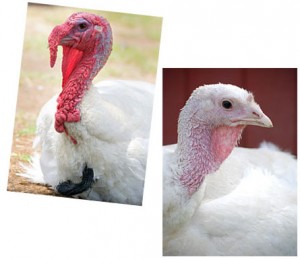 Farm_Sanctuary_Adopt_A_Turkey